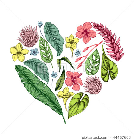 Vector collection of hand drawn tropical plants 44467603