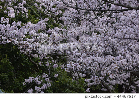 Flower, cherry blossom, Somei Yoshino, full bloom @ Kiritani park, Kashiwa 44467617