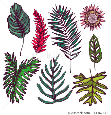 Vector collection of hand drawn tropical leaves 44467618