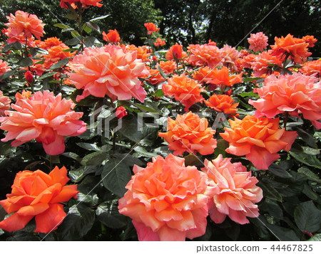 London park flower 44467825