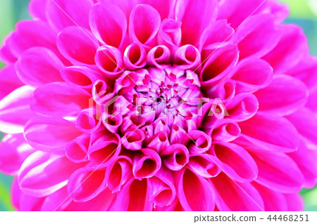 Dahlia_antique romance 44468251