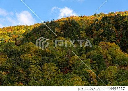 Nishi Agatsuma Sky Valley Autumn leaves Nishi Agatsuma Sky Valley Autumn leaves 44468517
