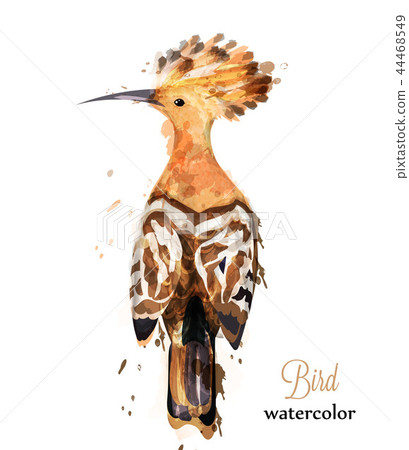 Hoopoe bird watercolor Vector. Colorful painted 44468549