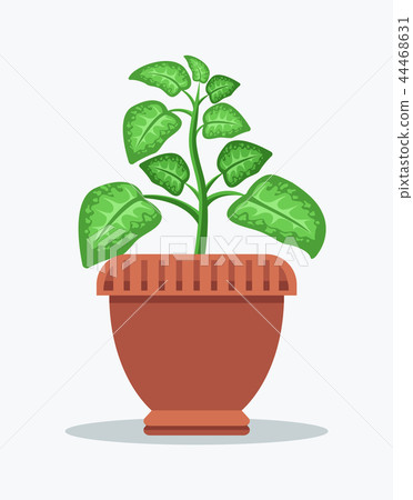 Dieffenbachia with Spotted Leaves in Big Clay Pot 44468631