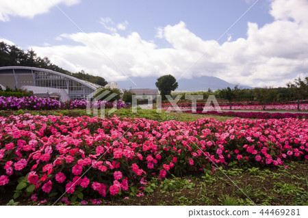 山中湖花城公園 44469281