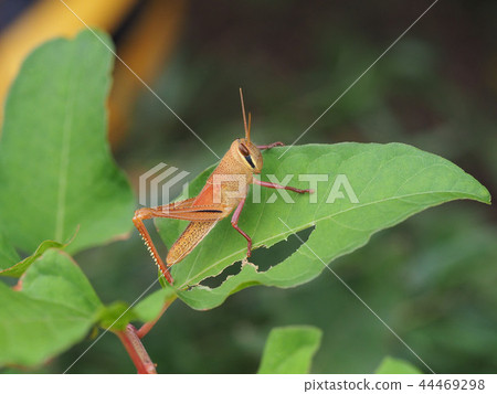 Tsutsunago larva 44469298