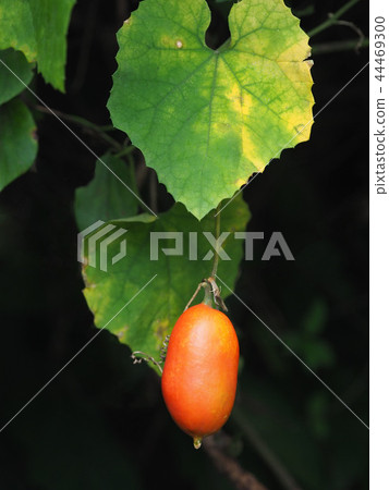 卡拉蘇里 44469300