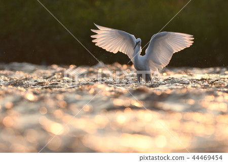 Kosagi @Tama河在晚上瞄準香魚 44469454