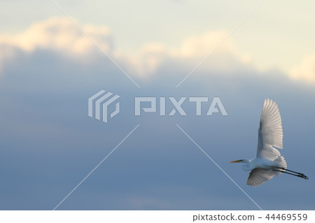 “白鷺”在晚上在天空中飛翔 “白鷺”在晚上在天空中飛翔 44469559