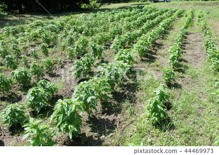 Basil field Basil field 44469973