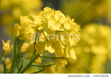 強姦開花 強姦開花 44470039