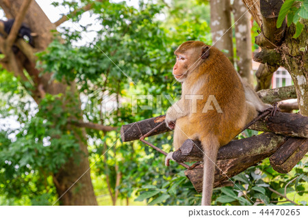 monkey on tree in an open zoo of Thailand 44470265