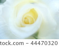 Rose   44470320