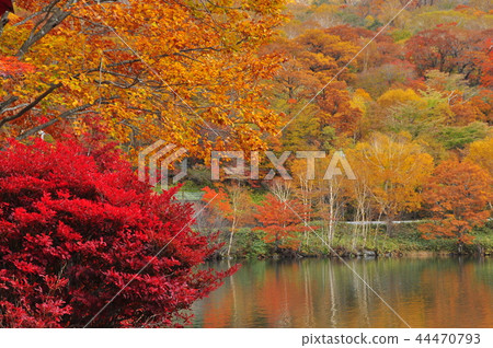 Autumn leaves of Akagiyama Onuma Autumn leaves of Akagiyama Onuma 44470793