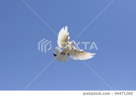 white feather homing pigeon flying  44471260