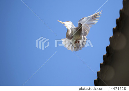 pigeon bird flying mid air against clear blue sky pigeon bird flying mid air against clear blue sky 44471328