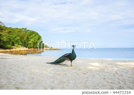 indian peacock standing on beautiful sea beach 44471334