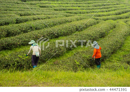 worker woman picking green tea leaf 44471391