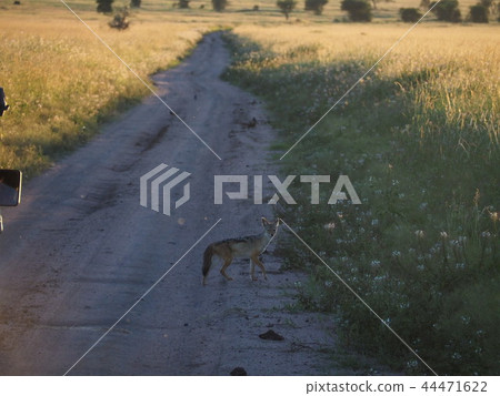 Encounter with the jackal 44471622