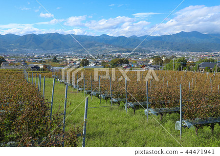 山梨酒廠葡萄園 44471941