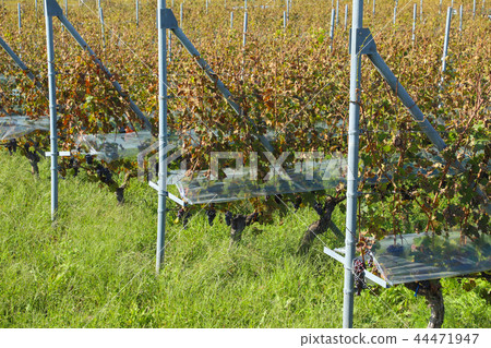 Yamanashi Winery Vineyard Yamanashi Winery Vineyard 44471947