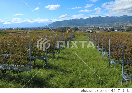 山梨酒廠葡萄園 44471948