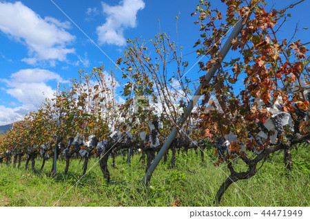 山梨酒廠葡萄園 44471949