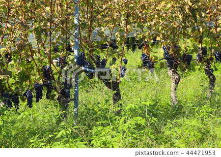 Yamanashi Winery Vineyard 44471953