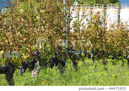 Yamanashi Winery Vineyard Yamanashi Winery Vineyard 44471955