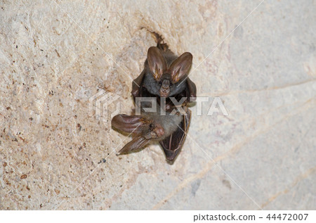 bat is mammal and call "vampire" 44472007