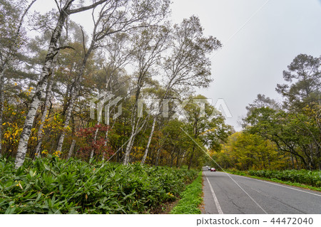 秋葉樺樹路 秋葉樺樹路 44472040