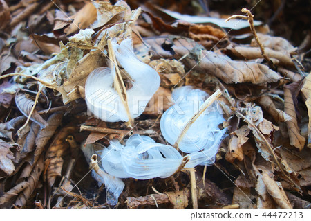 The frost pillar of Kameba Hikiokoshi 44472213