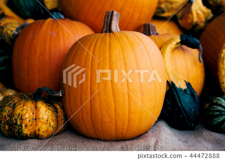 Autumn still life with organic pumpkins. Autumn still life with organic pumpkins. 44472888