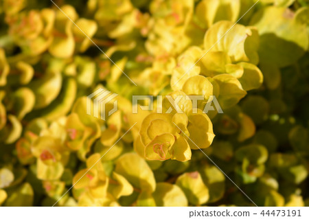 Golden creeping jenny 44473191