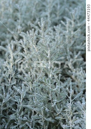 Cypress lavender cotton Cypress lavender cotton 44473193