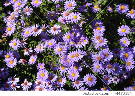 Aster Professor Kippenberg Aster Professor Kippenberg 44473194