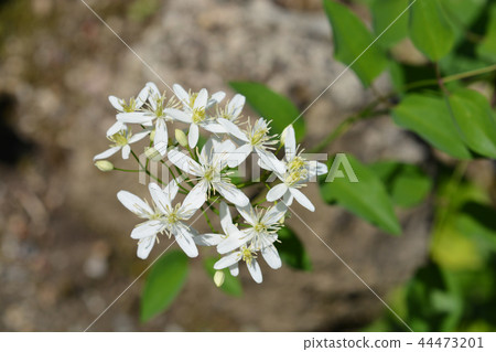 Erect clematis Erect clematis 44473201