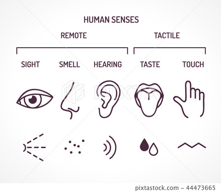 Five basic human senses 44473665
