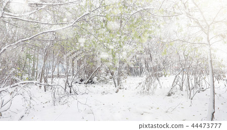Snow-covered winter park and benches. Park and pier for feeding  44473777