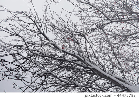 Snow-covered winter park and benches. Park and pier for feeding  44473782