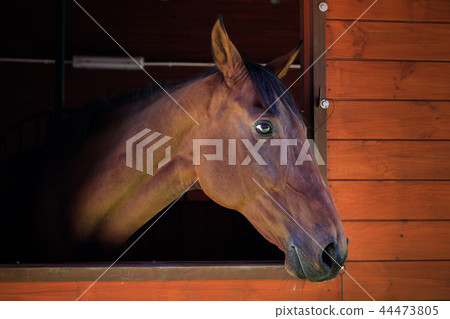 Portrait of the horse in a stall Portrait of the horse in a stall 44473805