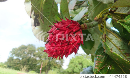 Freshwater fruit Freshwater fruit 44474238