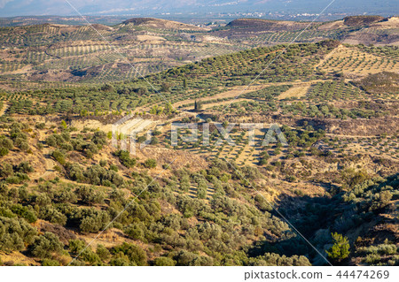 Olive plantations in the mountains, Crete, Greece 44474269