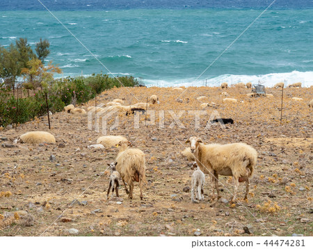 Sheep on the coast, Paralia Fodele, Crete island 44474281
