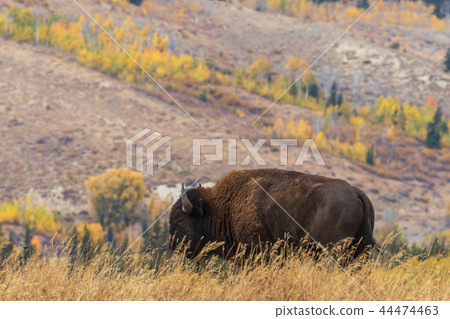 Bison in Autumn 44474463