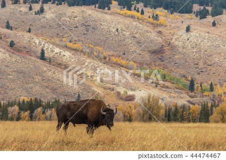 Bison in Autumn 44474467