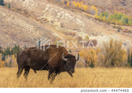 Bison in Autumn 44474468