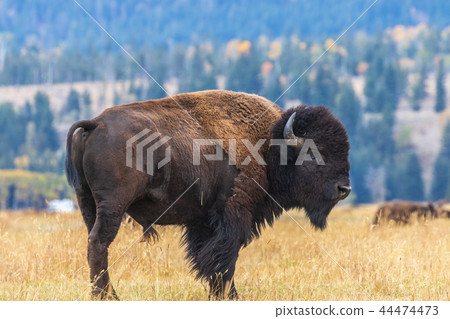 Bison in Autumn 44474473
