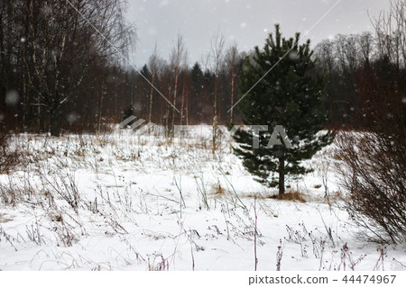 Tree branches in winter Tree branches in winter 44474967