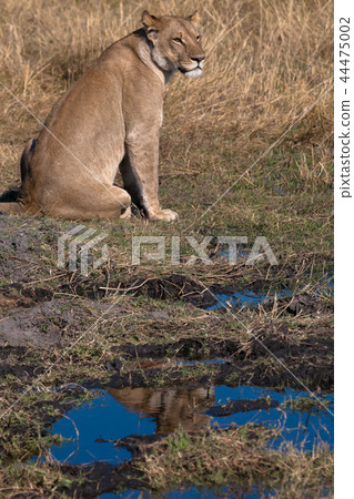 Lioness, Botswana Lioness, Botswana 44475002